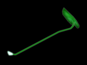 Plantain Leaf.png